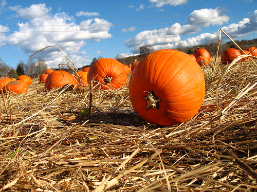 Pumpkins