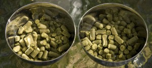 Northern Brewer hops