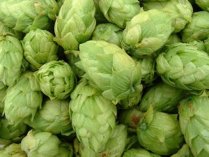 Fresh hops